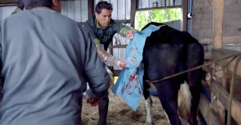 Conoce la extraña forma en que se debe operar a una vaca - Parte 3