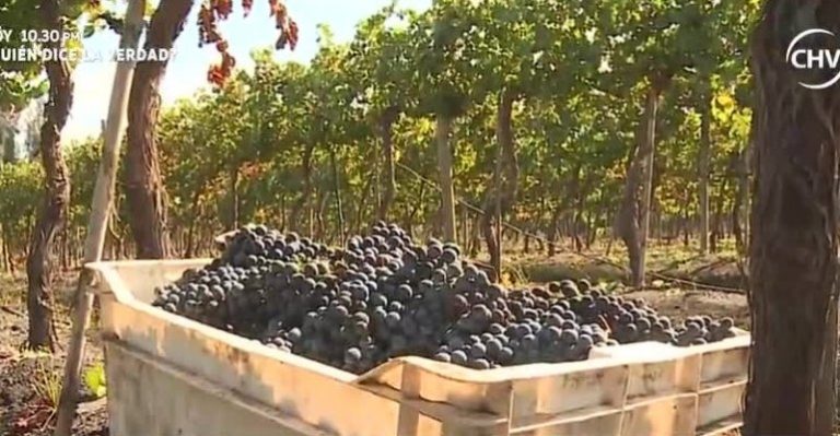 Emprendedores: La historia de la viña de Iván Silva