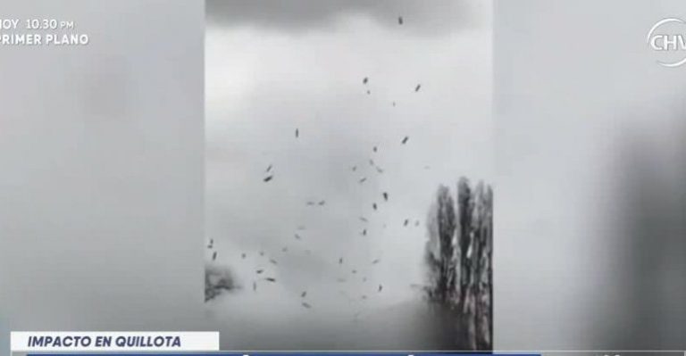 Mini tornado voló techos y árboles en Quillota