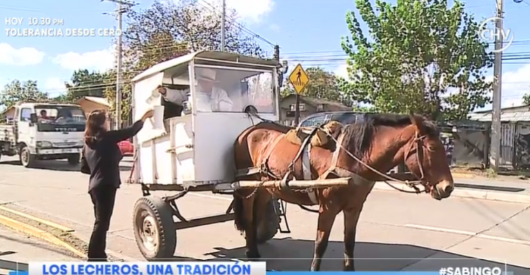 La historia de Don Rigoberto: el último lechero de Parral