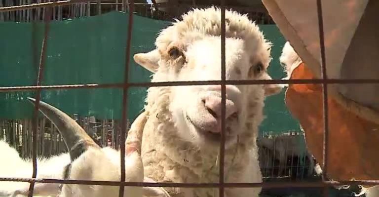 Este sábado en Sabingo te llevaremos al altiplano de Chile