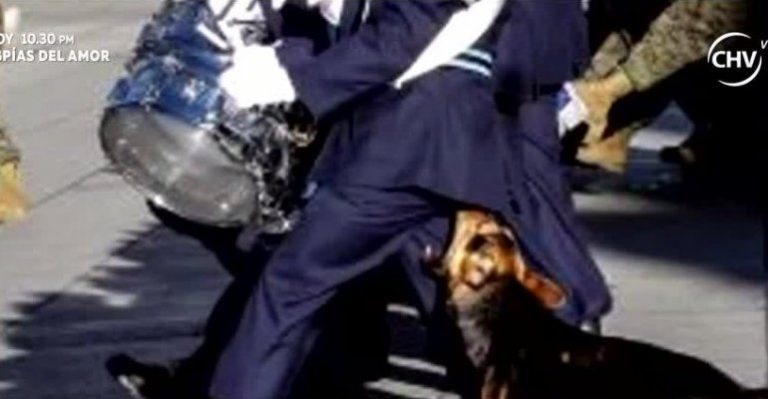 Perro le mordió el traste a músico de la Fach en desfile