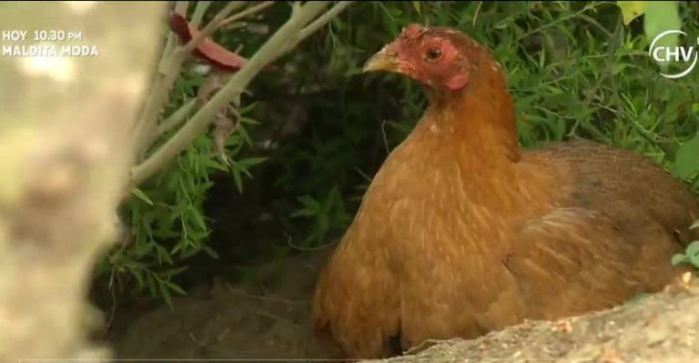 La granja de Audolina y Manuel con aves y frutos tropicales