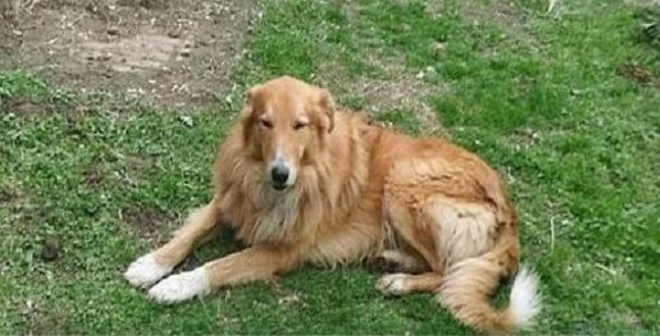 Perro lleva días durmiendo en la tumba de su dueño