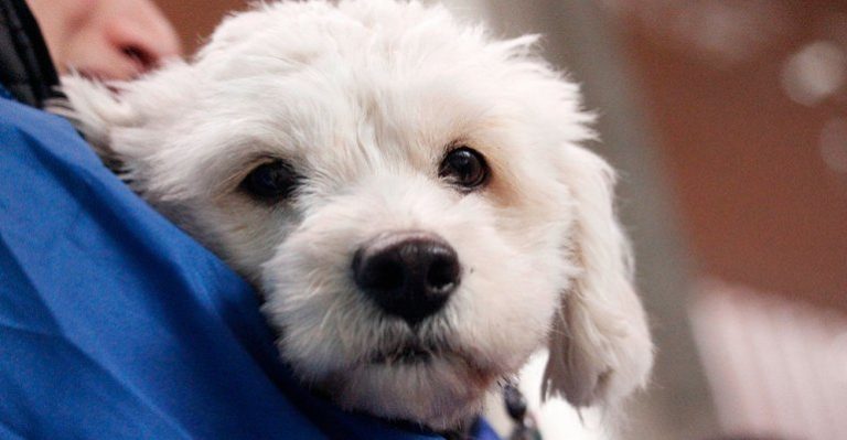 Ley Cholito: conozca las nuevas obligaciones con mascotas