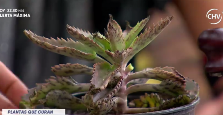 Kalanchoe: La planta que ayuda a combatir el cáncer