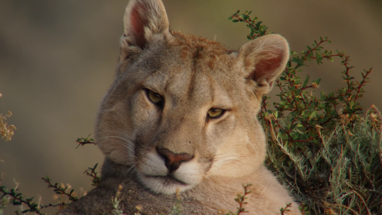 Capítulo 1 | Las Garras del Paine