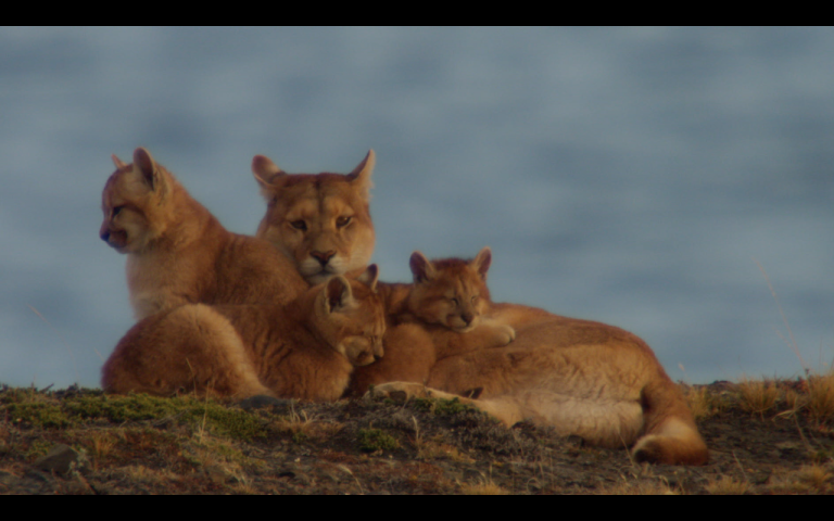 En busca del gran depredador