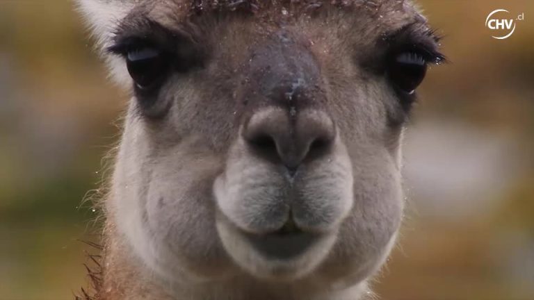 No te gustaría ser un guanaco