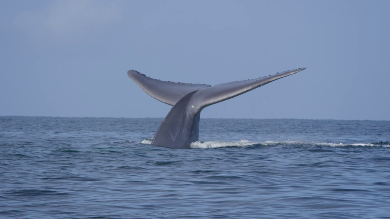 Ballena Azul