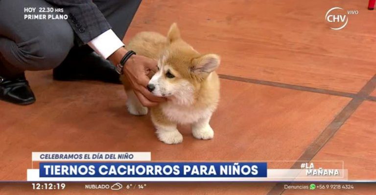 Veterinario habló sobre regalar mascotas en día del niño