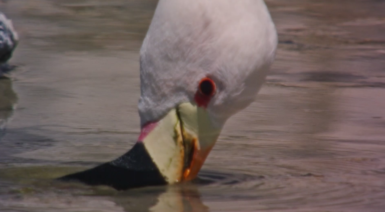 La particular forma de alimentación que tienen los flamencos