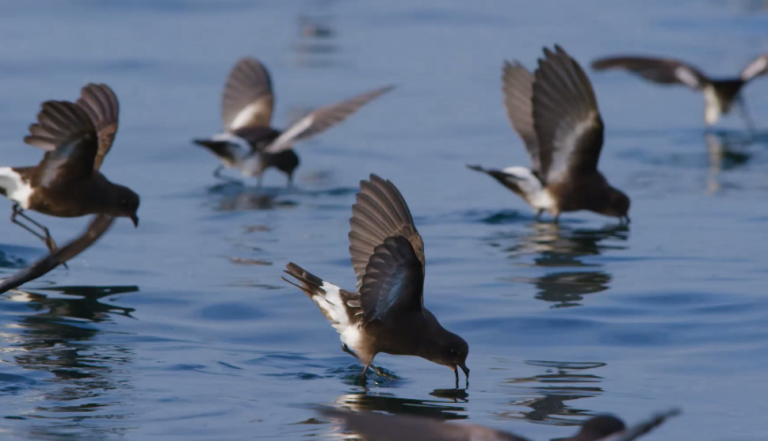 El ballet de las golondrinas de mar