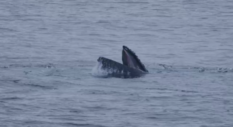 La impresionante búsqueda de ballenas de Wild Chile