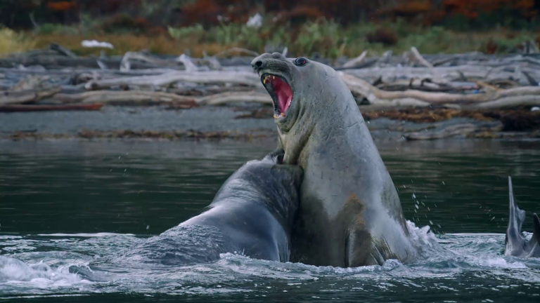 Peleas en el reino animal