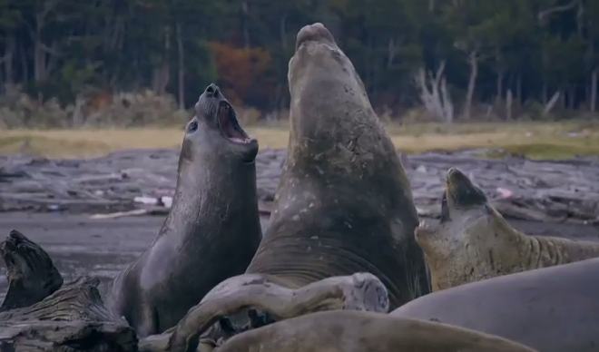 Enfrentamientos salvajes