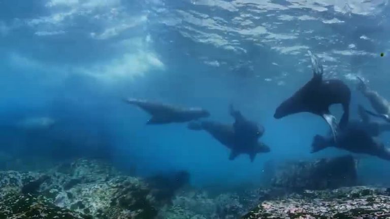 Buceo con lobos marinos