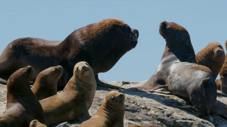 Relación madre-hijo en lobos marinos