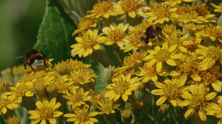 Abejorro Colorado y su amenaza francesa