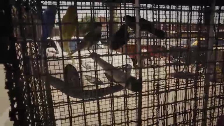 Diucas en la feria: comercio ilegal de fauna silvestre