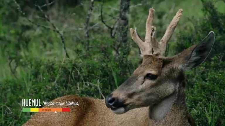 Huemules