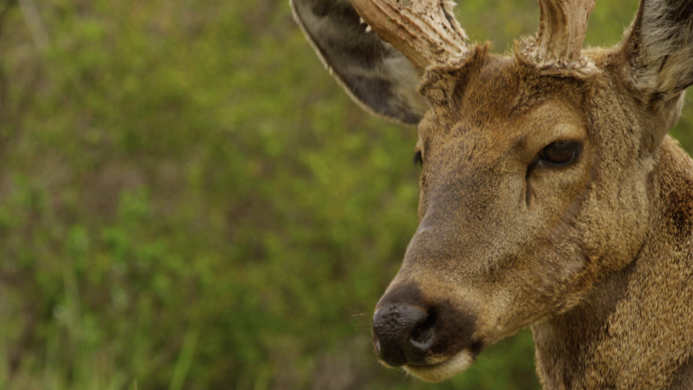 Capítulo 4 | Bajo Amenaza