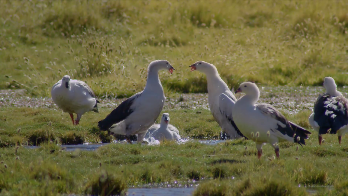 Capítulo 3 | Mocheros