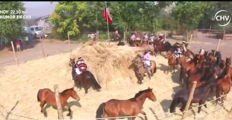 Chile de fiesta: La trilla a yegua suelta de Calle Larga