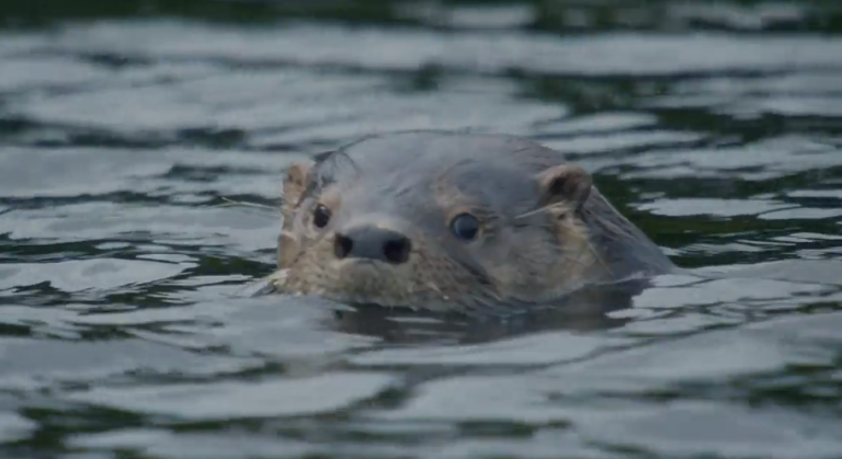 Buscando al Huillín