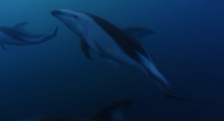 Un encuentro con el delfín oscuro