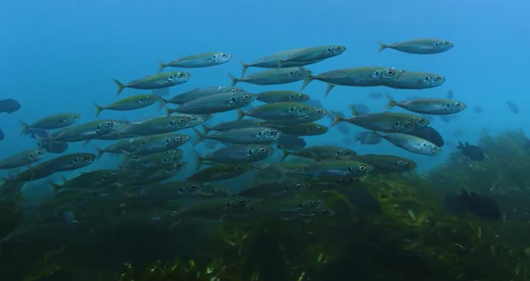 Chile es Mar reemplazar