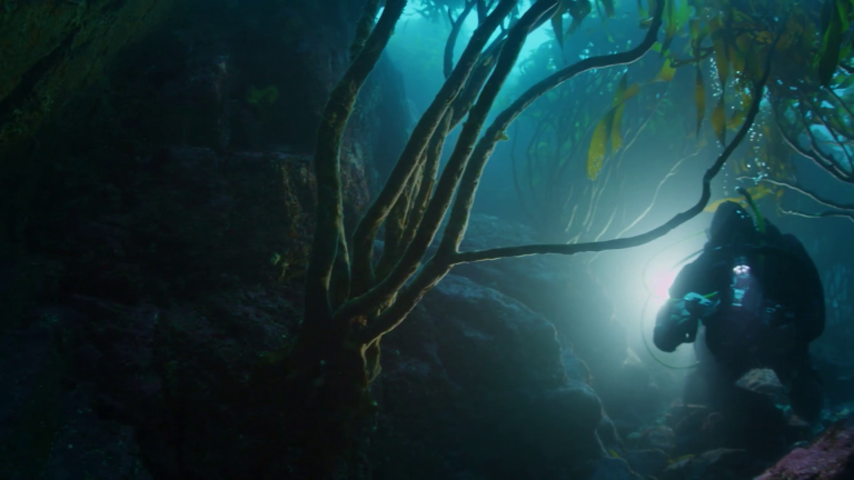 Las especies del bosque submarino