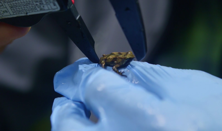 Investigando a la Ranita de Darwin