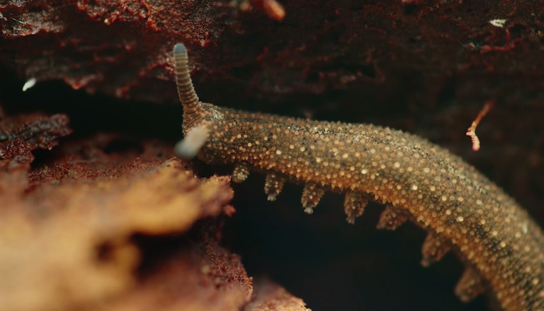 El extraño Onicóforo