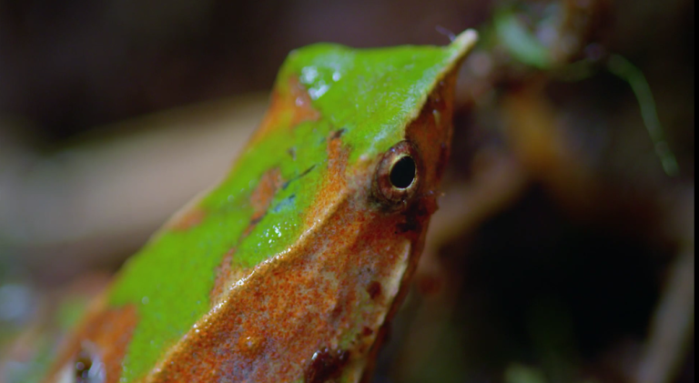 Animalis Chilensis: Especies endémicas y nativas de Chile