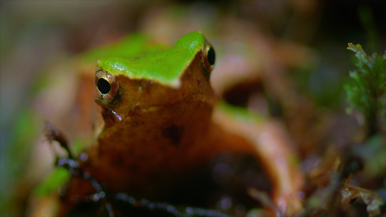 Especies endémicas de Chile