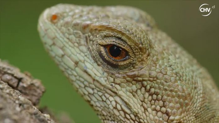 Capítulo 6 | Animalis Chilensis