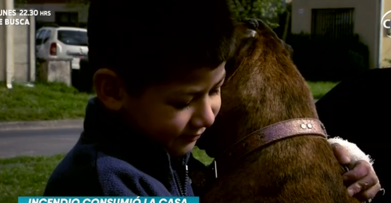 Perrita salvó a familia de un incendio en Temuco
