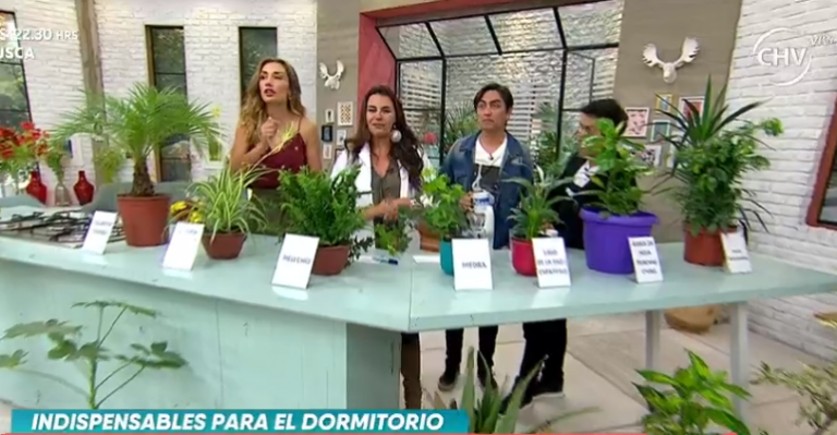 8 plantas que son indispensables para el dormitorio - Parte 2