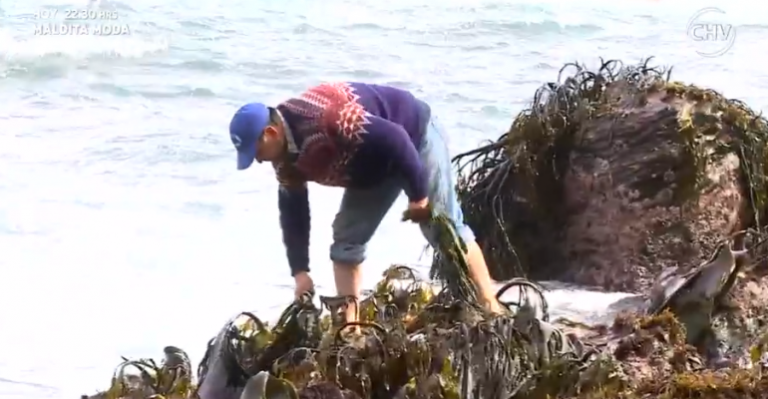 Flor de Chile | Capítulo 14 de octubre - Parte 4