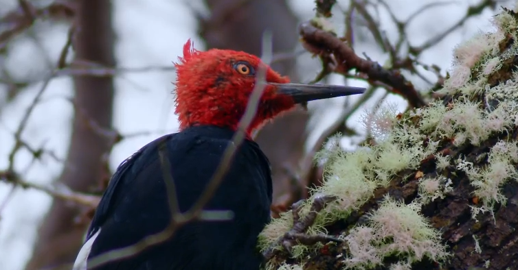 El arte de los pájaros carpinteros