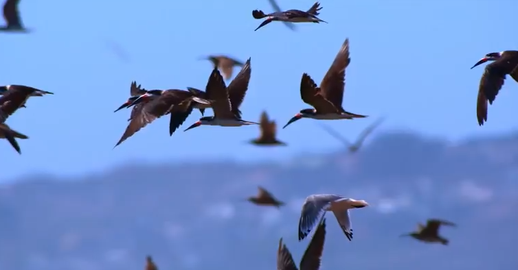 Plumíferos en Chile