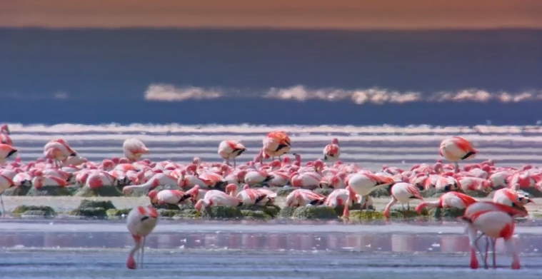 Los nidos de flamencos
