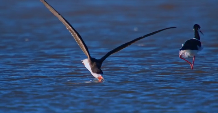 La técnica de los rayadores