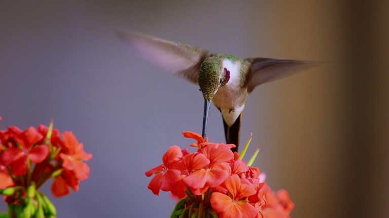 Los plumíferos en Chile