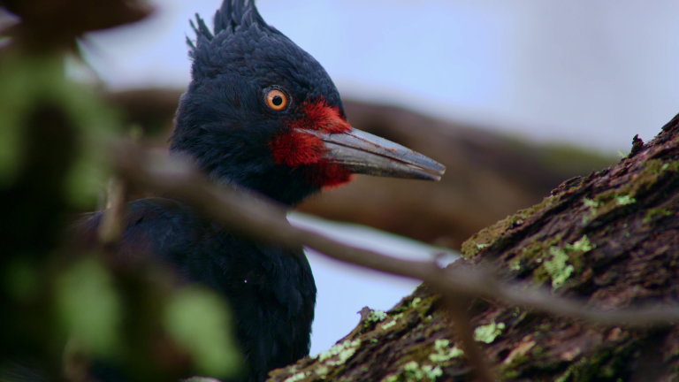 Plumíferos (reemplazar)