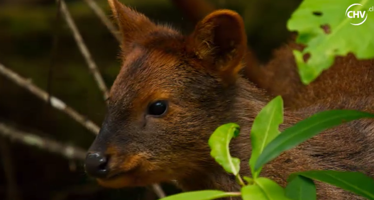 País Salvaje (Reemplazar)