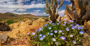 El secreto mejor guardado del desierto florido