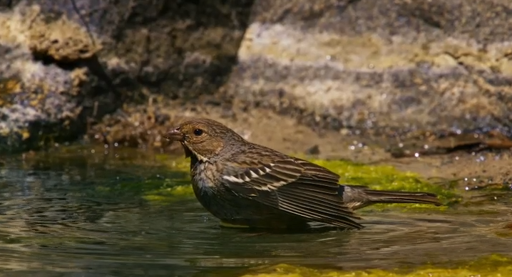 El Yal en territorio chileno