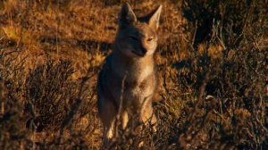 La adaptación del zorro chilla